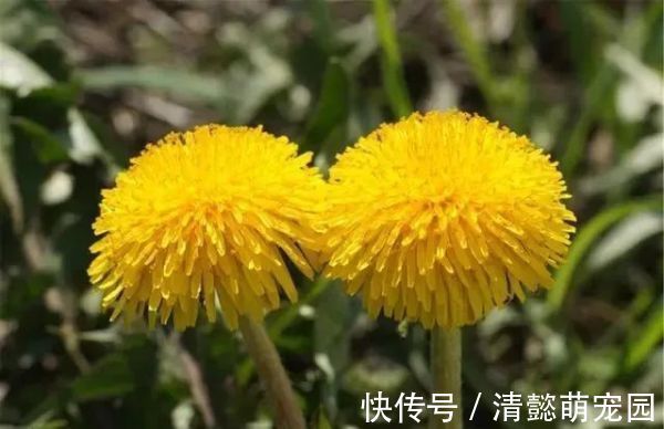 排毒|蒲公英,被称为“药草皇后”,请记住“6功效、7搭配、8禁忌”