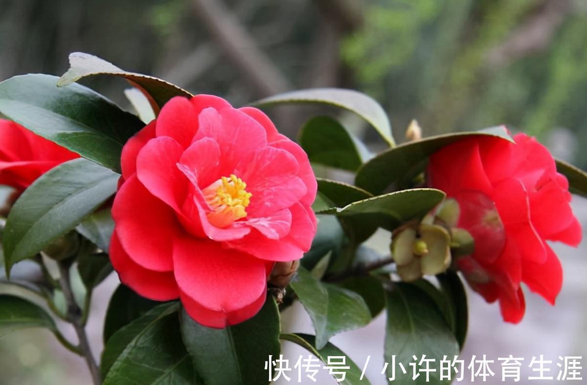 孕蕾期|分享茶花孕蕾期的养护方法,掌握3个重点,避免掉花苞,开花多