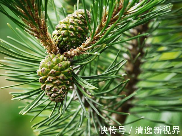 山上捡个“松果”养盆里,没几天就发芽,放在书房意境足!