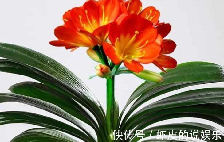 君子兰为什么会烂根,5个原因告诉你