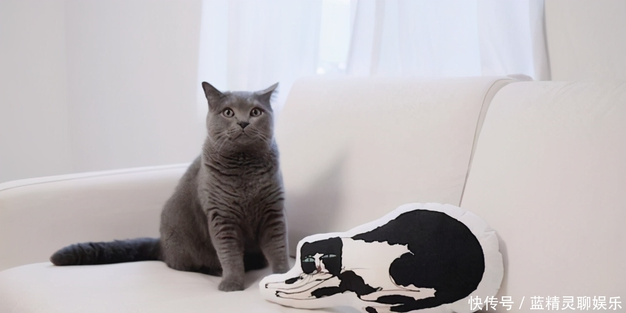 李时珍|猫肉为何不上中国餐桌?其实李时珍早就告诉我们答案,古人已试过