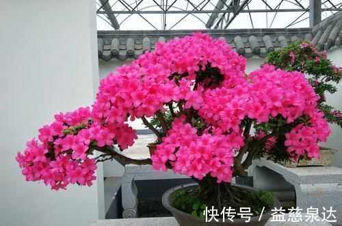 皋月杜鹃|此款盆栽花卉,比兰花大气,越养越漂亮,养几年长成传家宝