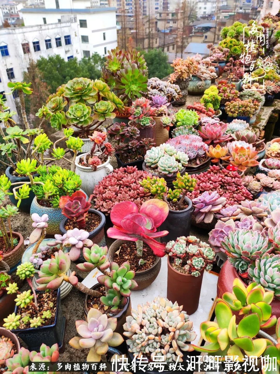 长势|为提升免疫力而养多肉植物，养肉后，体弱的我身体越来越好！