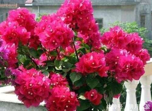 黄萎蔫|3种漂亮花，家里养一盆最合适，一开就是300多天，开花漂亮花期长