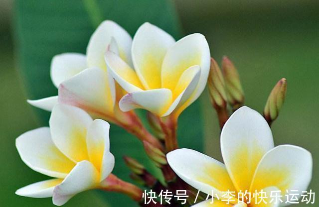 小雪节气要来,家里要有的3种“好运花”,寓意福临小院满院春光