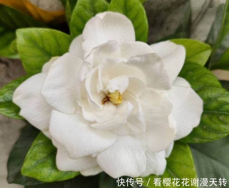 光照|新手种花总嫌花太贵?这几种花会推荐给你,每种只卖十块还特别好看