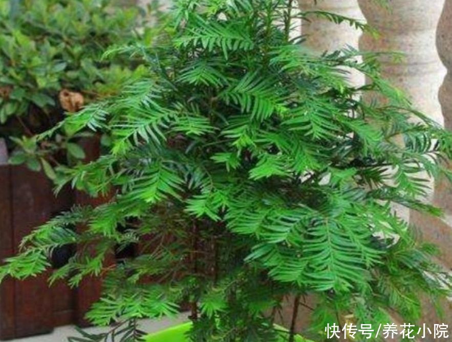 红豆杉|5种植物,能净化空气,养在室内美观大方