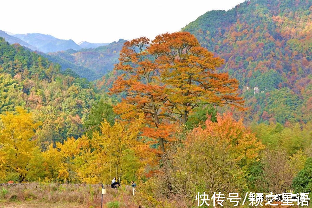 银杏|盘点宁波树王，千年银杏，有夫妻，有兄弟，还有家庭