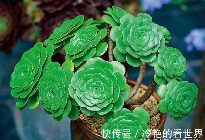 法师|多肉八尺镜和绿羊绒法师,一个叶片平滑如镜,一个聚拢后形似玫瑰