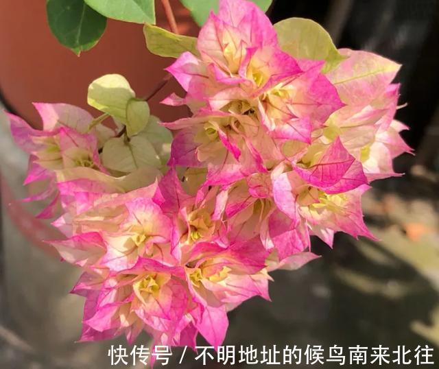 阳台变花园,8种花现在养,半个月就爆满阳台,长的飞快花也多