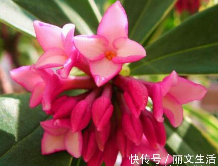 此花姿态婆娑潇洒,散发着一种诱人心魂的芳香,寓意为祥瑞与吉利