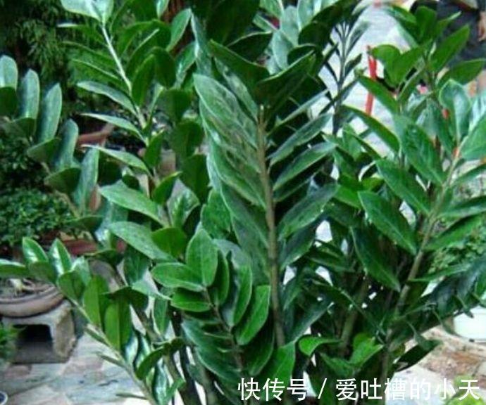 有钱人都养3种花,净化空气,还能很好的旺运,财源广进