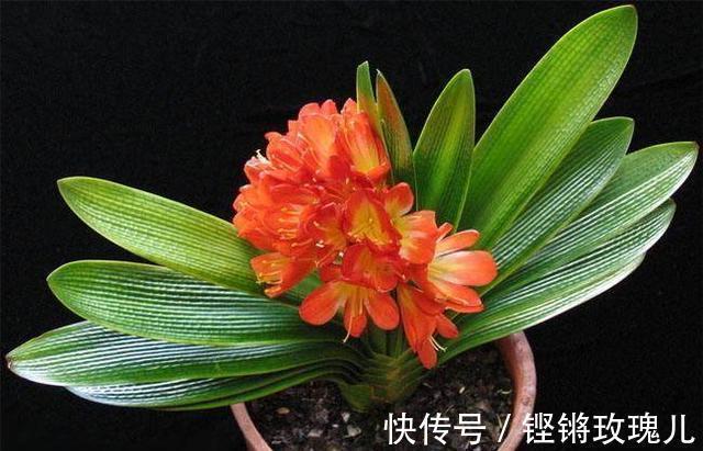 根部|不会养君子兰,记住5个技巧,盆盆长爆盆,棵棵开花艳