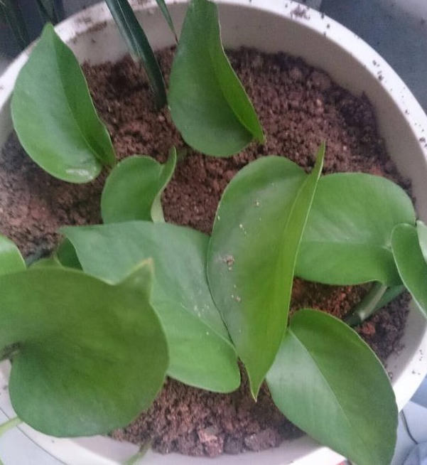 花友们这10种漂亮的花，很快就发芽长根、爆盆开花又招财气！