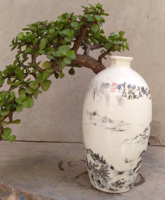 酒瓶外形好看就拿来当花盆,搭配文竹、吊兰、金枝玉叶,特美!