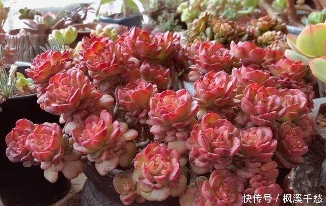 多肉|多肉中的5朵“金花”,价格贵点也愿意买,新手养起来都上瘾!