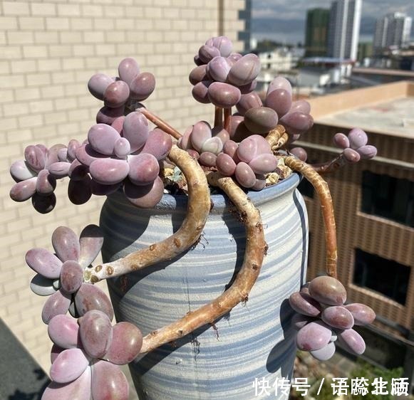 环境温度|桃蛋不但能养出老桩状态,还能把叶片控出又肥又圆的状态!