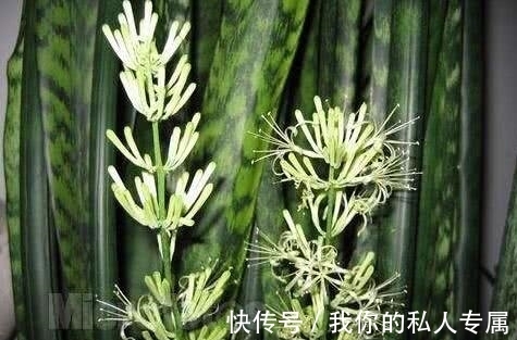 万物生长|想要虎皮兰开出花,记着“3多1少”,开花就是这么简单