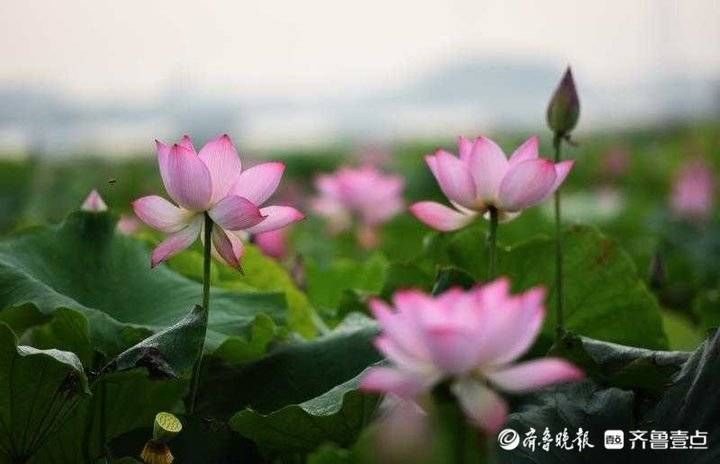 花海 鲁南“采莲湖”荷花开放，形成粉红的花海