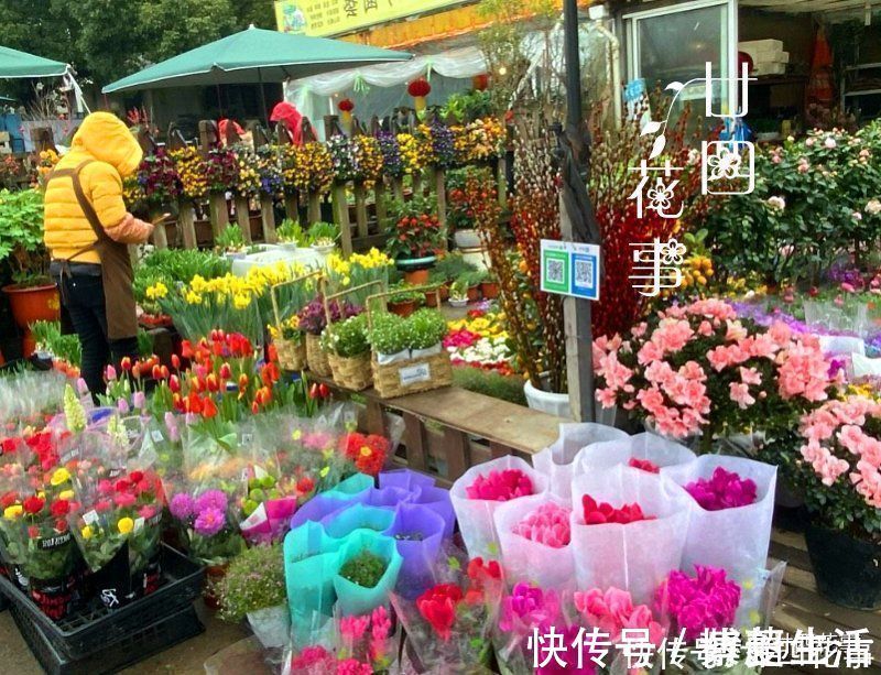 花盆|花贩子不小心说漏嘴的秘密:4种花再漂亮也别买,买了只会添堵