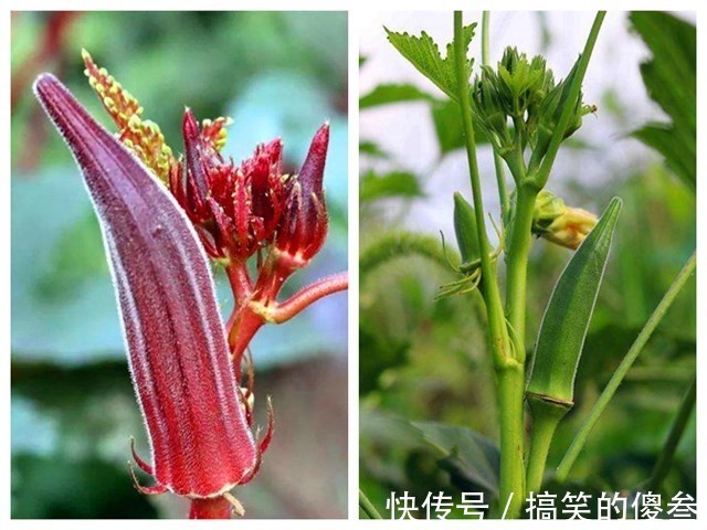同样是秋葵,“绿色”和“红色”的区别这么大知道后别再瞎买了