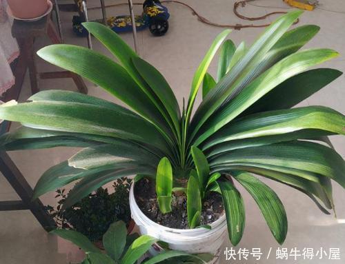 春天给君子兰换盆,选择花盆有讲究,用对了越养越旺