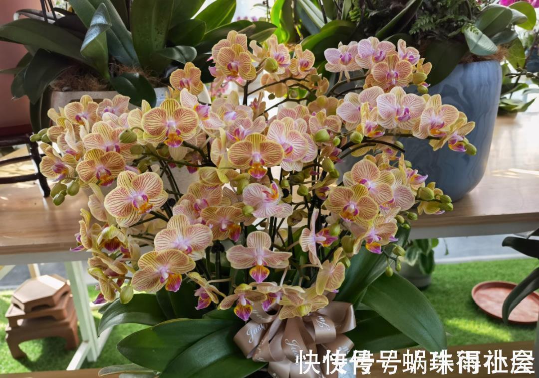 君子兰|30℃以上,10种花就先别养了,买一盆死一盆,别怪我没提醒你