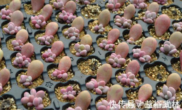 多肉叶插不能太随便,掌握好4点,每个叶片都成活,变成多肉大户