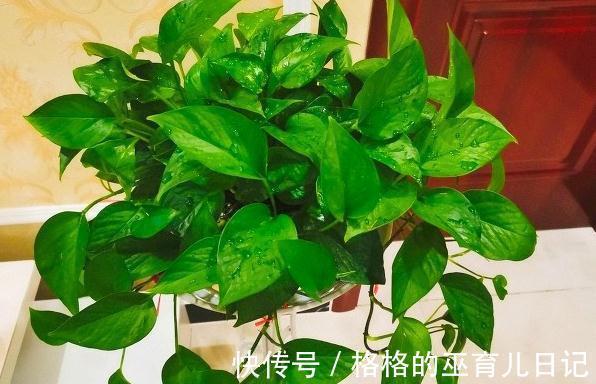 教你几个小妙招，可以把绿萝养成小盆栽，而且能让它油亮翠绿欲滴