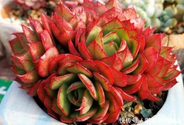 多肉的叶片干瘪,发皱,变软,需要浇水吗,且听大神如何回答!