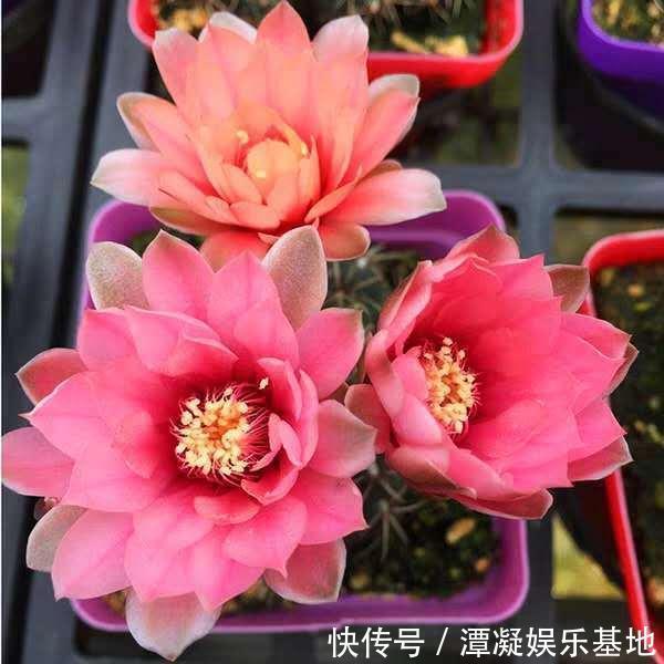 虎皮兰|养这10种花,再喜欢也别多浇水,少浇水,不管它,反而花更多