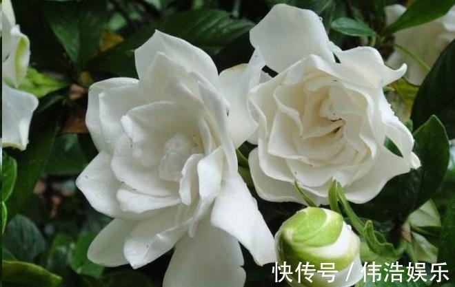 蓝妖|月季花杜鹃花栀子花总是养不活教你一招,连开3个月!