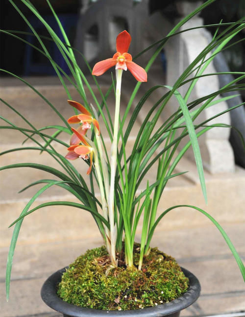 被誉为“国兰第一红”的红河红,花型正格,一杆双花,养护简单