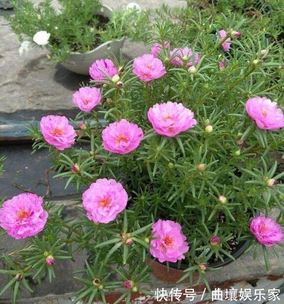 太阳花怎么扦插教你“1招”,7天生根,10天开花,秋季扦插刚好