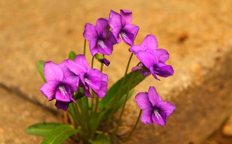 紫色系花草有哪些?这6种漂亮优雅的小紫花,你见过几个