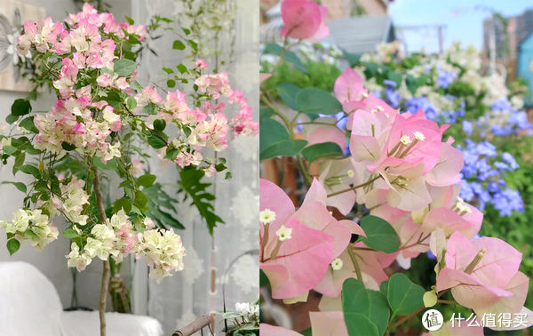 过年必备盆栽 | 20款好看易养的懒人绿植，拼多多店铺低至3元起！附养护心得