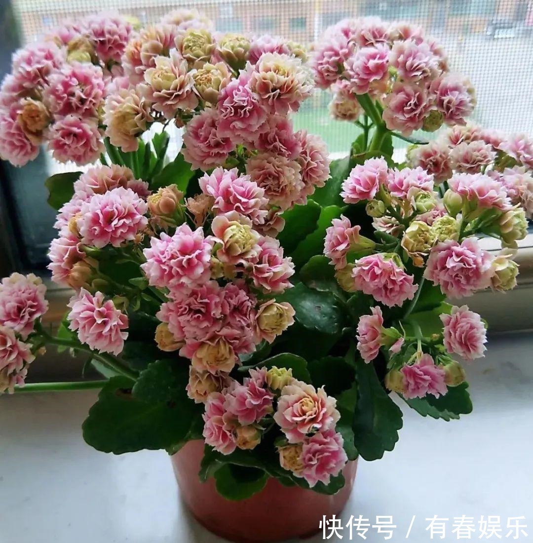 现在养花要重剪,剃光头,撸光叶,越狠越爆盆