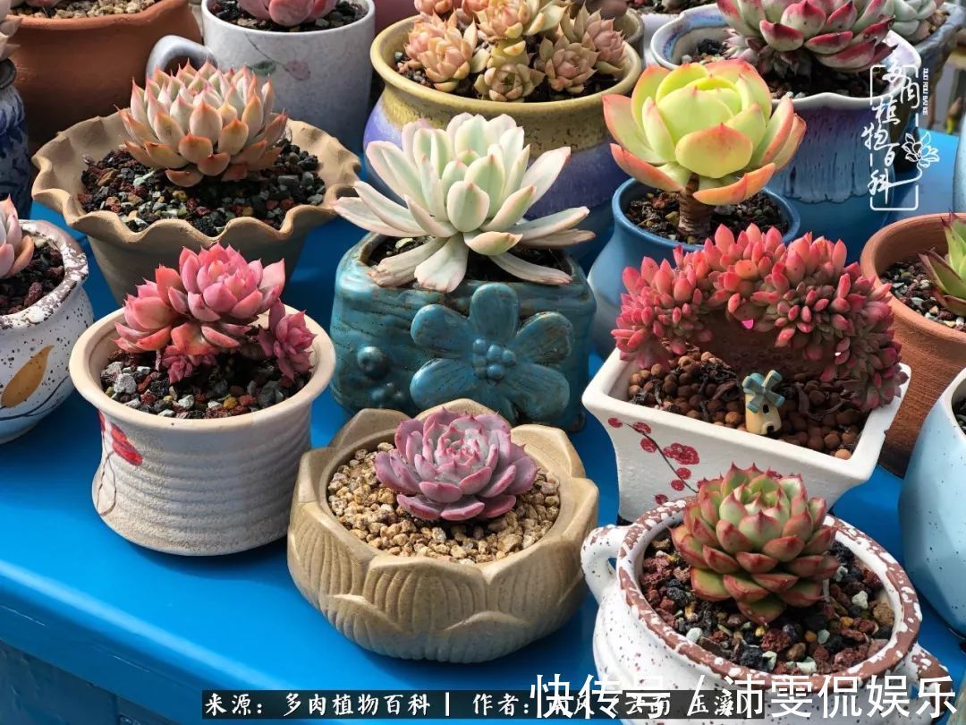 深秋里,种多肉、赏多肉、会肉友,马不停蹄快乐多!