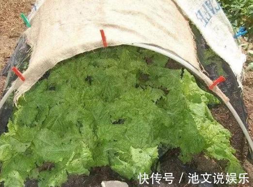 花朵|犯愁养花还是种菜别选了，种植8种蔬菜盆栽看着五颜六色