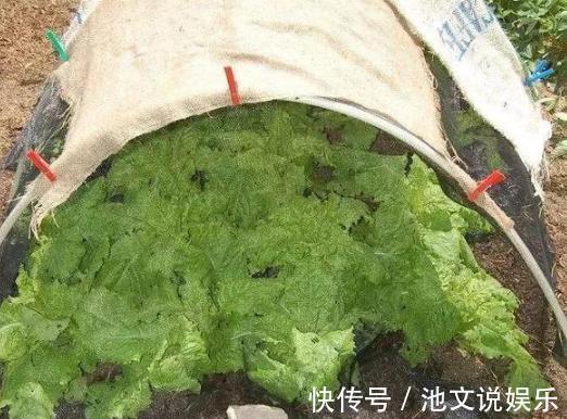 犯愁养花还是种菜别选了,种植8种蔬菜盆栽看着五颜六色