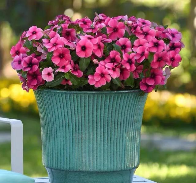 6种便宜花,好养又容易爆盆,春天养几盆,开花多到爆,漂亮极了