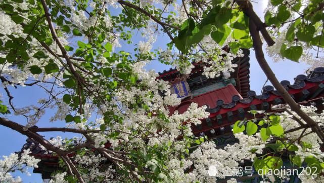 丁香盛开智化寺