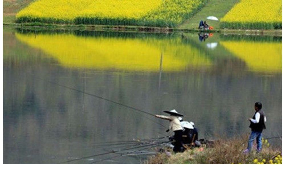 春钓鲫鱼如同“赶场”,记住3个变化规律,什么水面都能爆护!