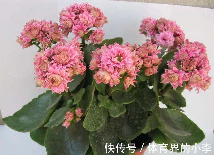 长寿花这样伺候，健康又长寿，开完一茬又一茬