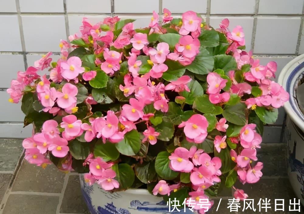 佳品|号称“开花机器”的4种漂亮花,养一盆赏花300天,是阳台盆栽佳品