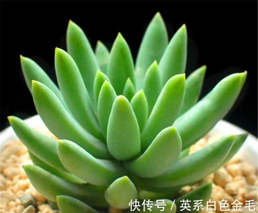 千佛手养护有2怕,难怪叶片干瘪杆子歪,学会了饱满晶莹端正挺拔