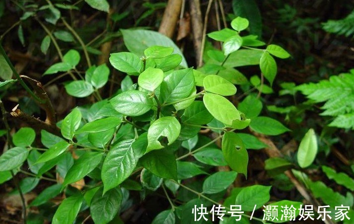 本草拾遗|农村能治牙痛的树,嚼2片叶子就可以,农民却称它为“鸡屎树”