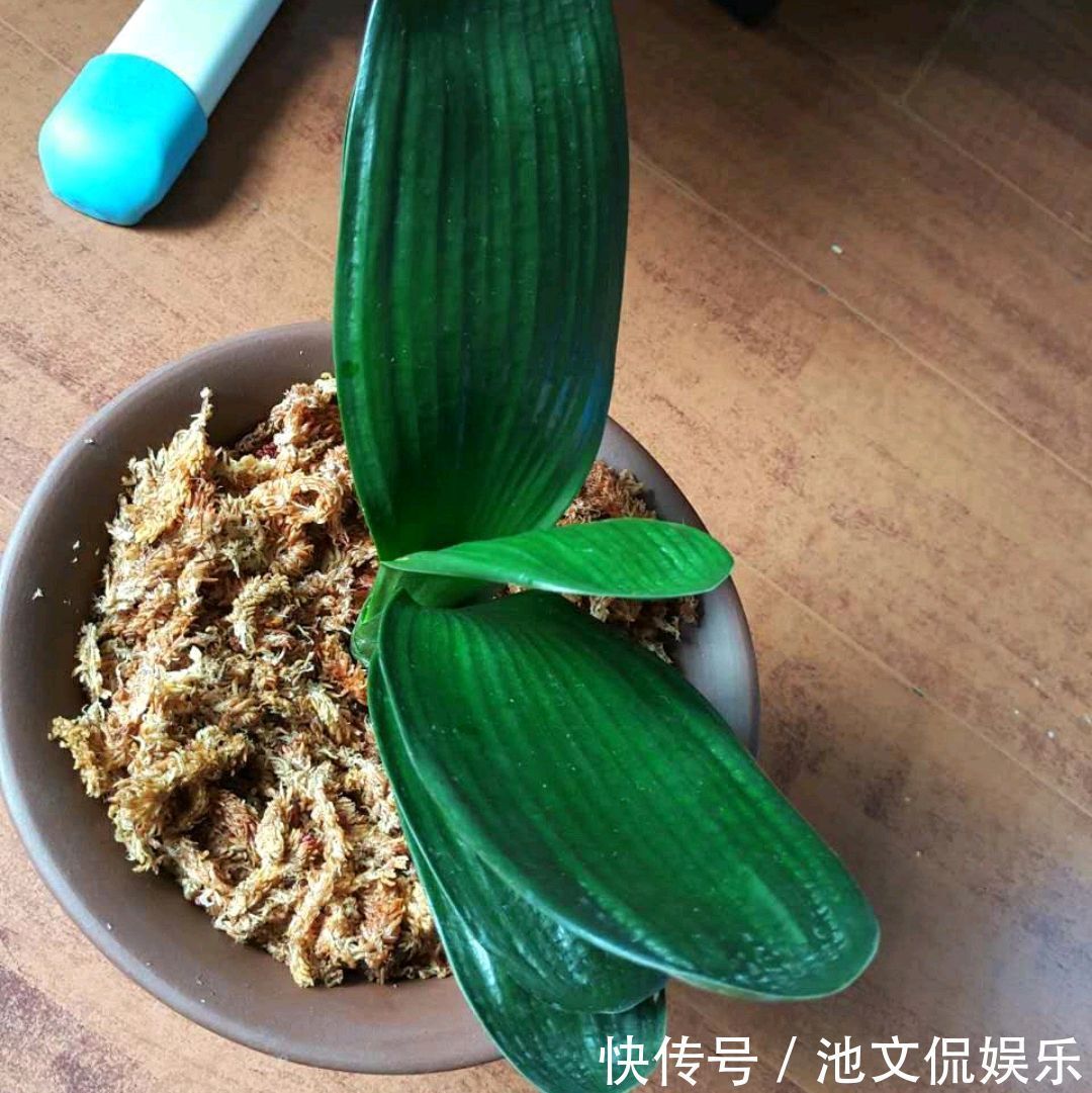 养护|烂根的君子兰水苔捂一捂，发根很轻松，只需3个月，小白根爆盆