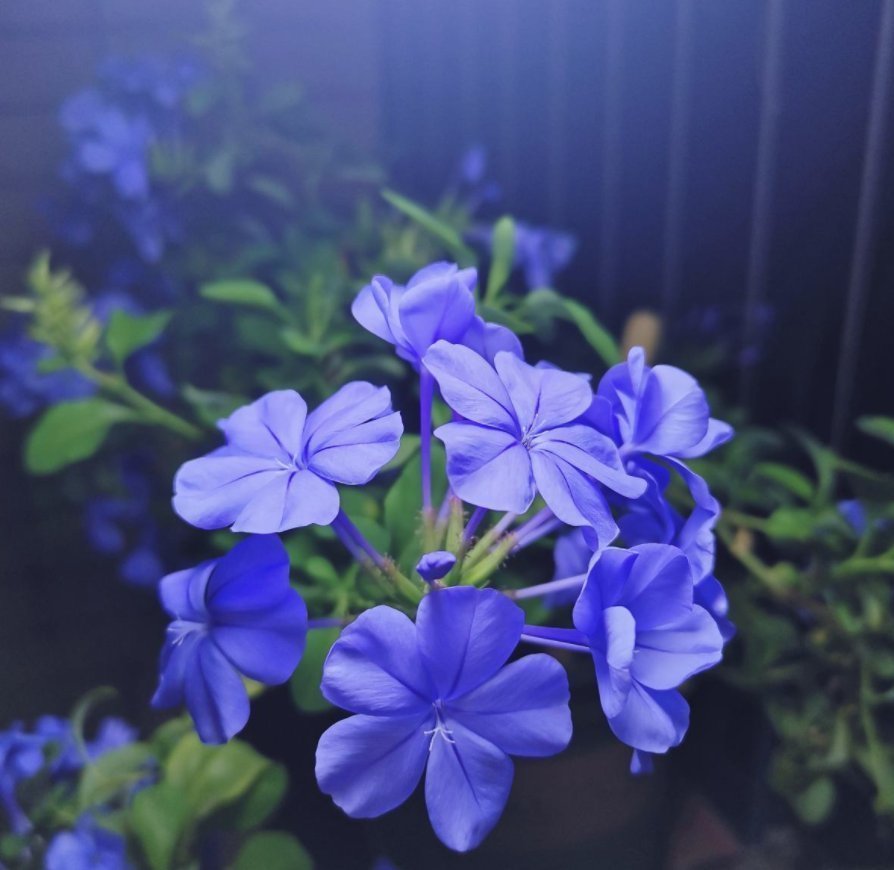 花友们|冬天浇水不注意，浇一次死一棵，好好的花都浇坏了