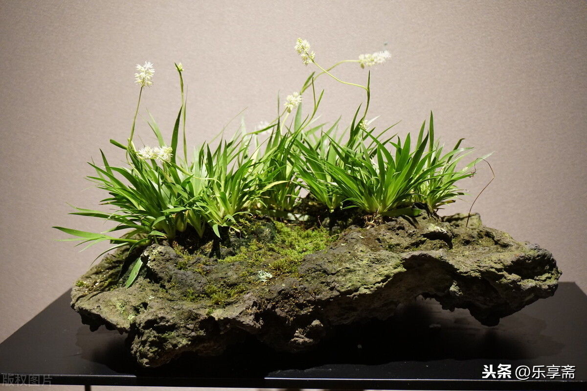 为什么菖蒲种养过程中，烂叶一定要及时处理？